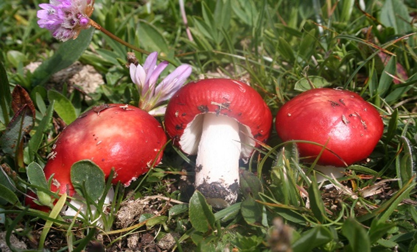 Funghi rossi